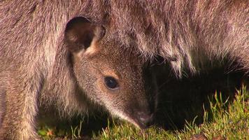 Kangaroo - native Australian marsupial video