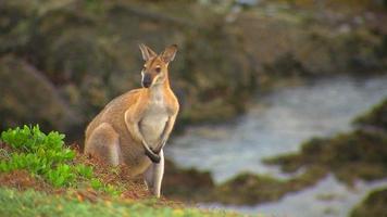 kangourou - marsupial australien indigène video