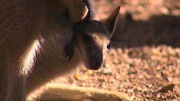 schattige babykangoeroe - Australië video