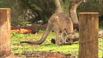 canguru - marsupial australiano nativo video
