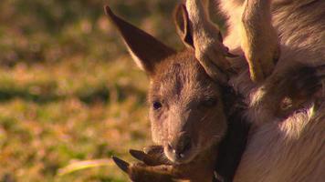 canguru - marsupial australiano nativo video