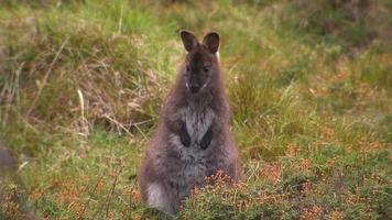 kangoeroe - inheems Australisch buideldier video