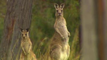 Kangaroo - native Australian marsupial video