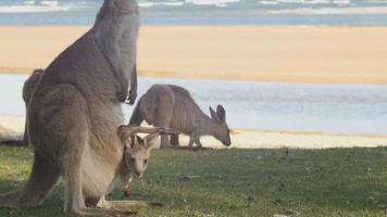 mãe e joey canguru wallaby marsupial animal austrália