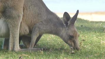 mor och joey känguru wallaby pungdjur australien