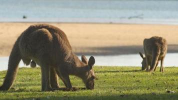 canguro wallaby animal marsupial comiendo australia
