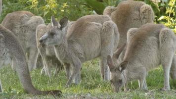 Kangaroo Wallaby Marsupial Animal Eating Australia video