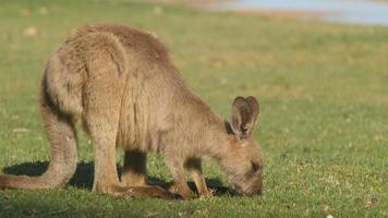 kangourou wallaby marsupial animal manger australie video