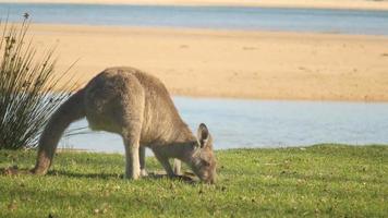 animal marsupial canguru wallaby comendo austrália
