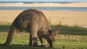 Känguru Wallaby Beuteltier frisst Australien video