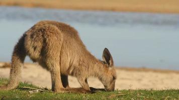 kangoeroe wallaby buideldier dier eten australië video