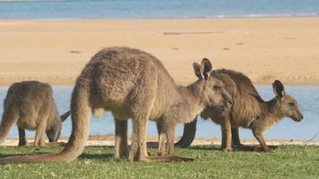 kangoeroe wallaby buideldier dier eten australië video