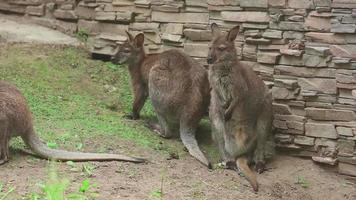 família canguru no zoológico video