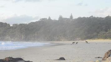 kangoeroes op strand video
