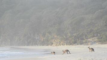 Kangaroos On Beach