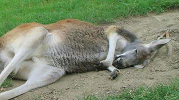 kangourou qui dort et se gratte