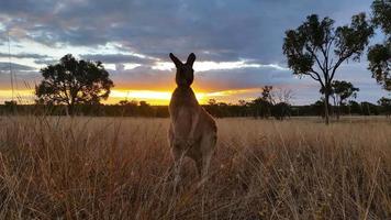 paisagem canguru pôr do sol na austrália