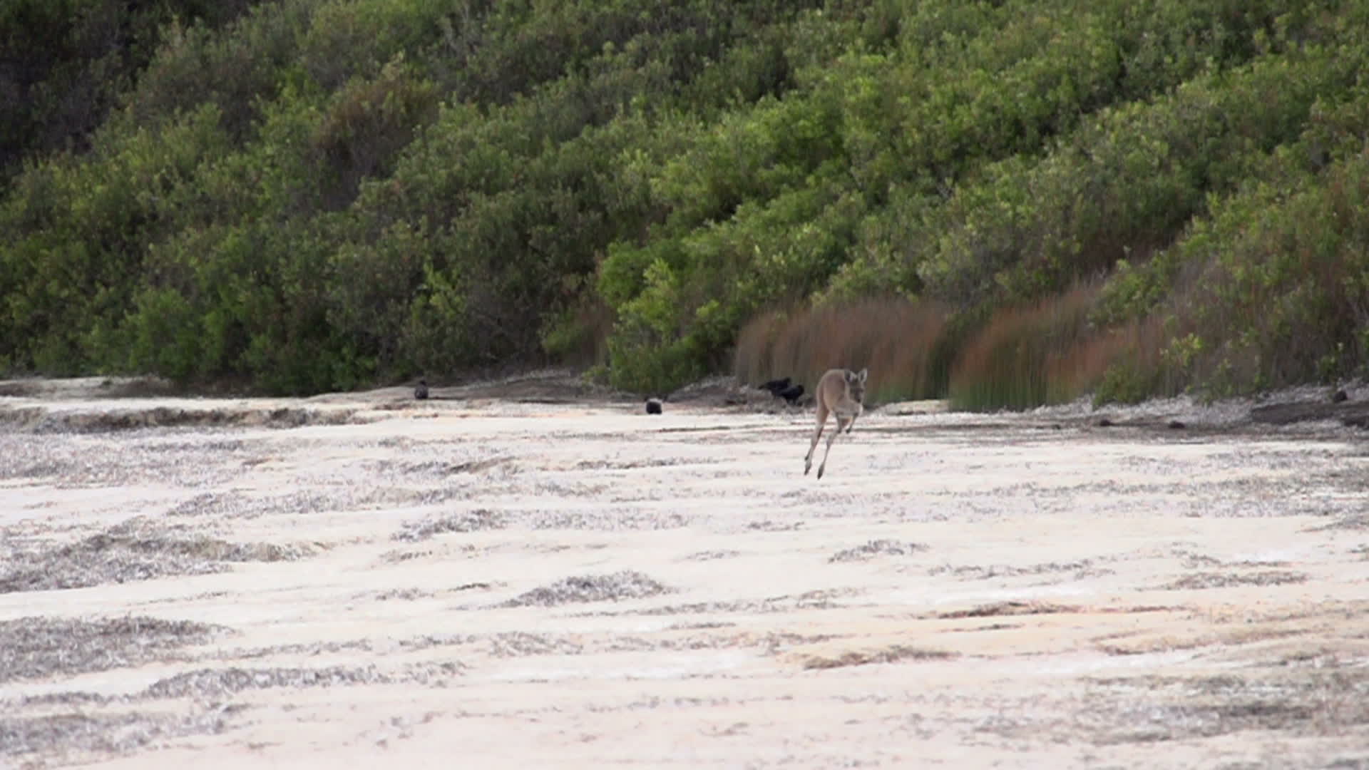 Kangaroo jumping in slow motion at the beach in Cape Le Grand National
