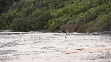 Canguro saltando en cámara lenta en la playa en el parque nacional del cabo le grand