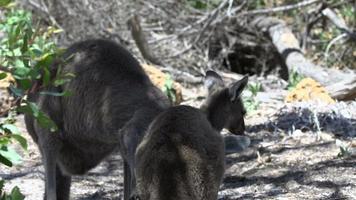 Mère kangourou nettoyant son bébé à Cape le Grand National Park