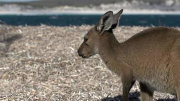 jeukende kangoeroe op het strand in Cape Le Grand National Park video