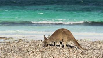canguru na praia de lucky bay no parque nacional de cabo le grand