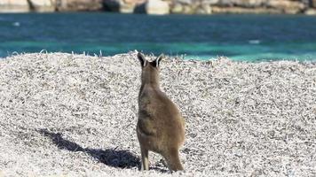 bebê canguru coceira na praia da baía da sorte no parque nacional de cabo le grand