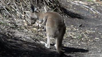 Itchy young Kangaroo falls down in Cape Le Grand National Park