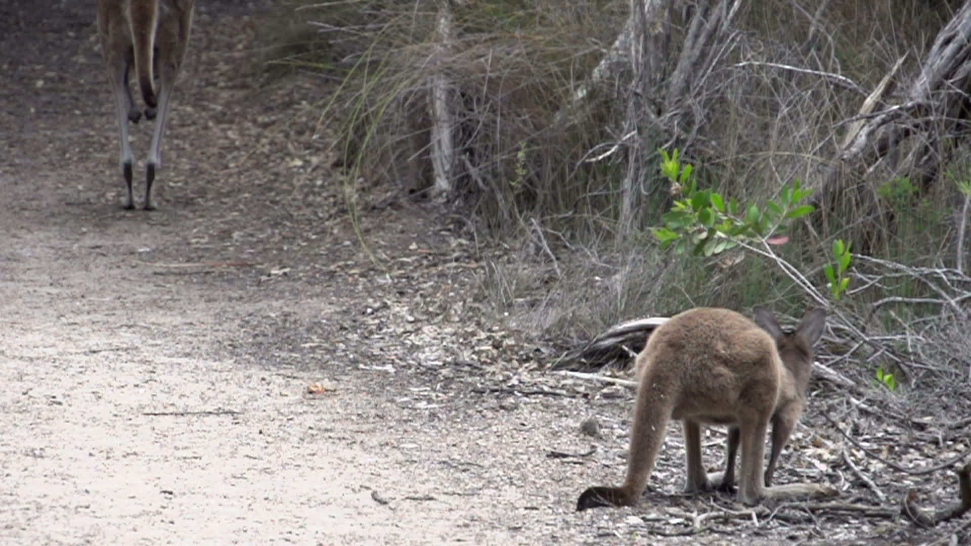 Baby kangaroo jumps in slow motion 1277136 Stock Video at Vecteezy