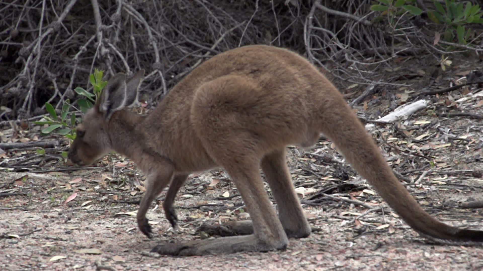 Kangaroo moving in slow motion in Cape Le Grand National Park 1277137