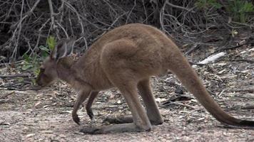 Kangaroo moving in slow motion in Cape Le Grand National Park video