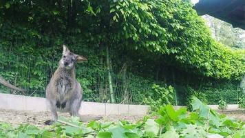 grazzing Red-necked Wallaby (Macropus rufogriseus) video