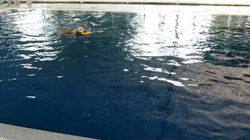 perro nadando en la piscina video