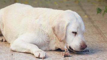 Labrador Hund, der Schweineknochen zerquetscht