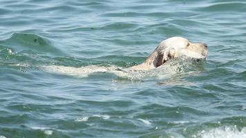 hund av golden retriever simmar i sjön.