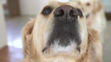 close-up van twee golden retriever honden camera kijken video