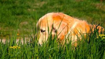 guldhund spelar i gräs