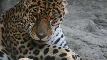 jaguar video