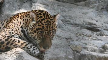 jaguar video