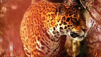 jaguar waiting in the grass,close-up