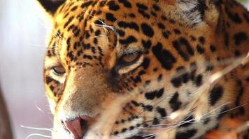 jaguar waiting in the grass,close-up
