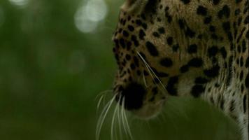 léopard orange secouant la tête au ralenti video