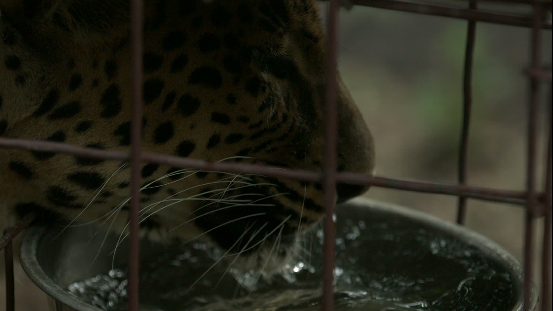 Leopard Drinking Water in Slow Motion 2 1277320 Stock Video at Vecteezy