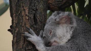 koala video