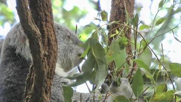 australië - koala video