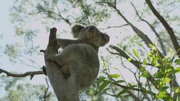 Koala in tree - Australia video