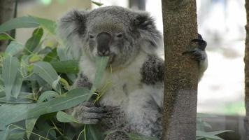 koala come hojas de eucalipto