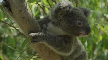Koala in tree - Australia video