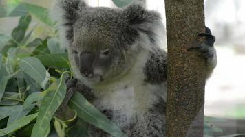 Koala eats eucalyptus leaf