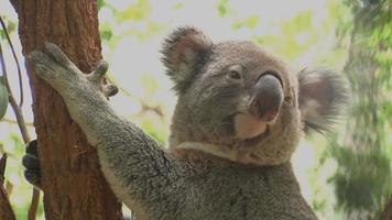Koala up a tree video